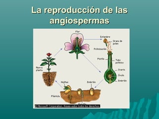 La reproducción de lasLa reproducción de las
angiospermasangiospermas
 