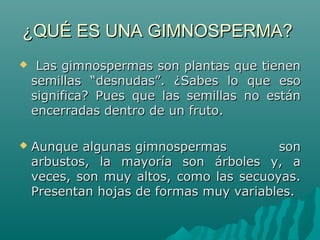 ¿QUÉ ES UNA GIMNOSPERMA?¿QUÉ ES UNA GIMNOSPERMA?
 Las gimnospermas son plantas que tienenLas gimnospermas son plantas que tienen
semillas “desnudas”. ¿Sabes lo que esosemillas “desnudas”. ¿Sabes lo que eso
significa? Pues que las semillas no estánsignifica? Pues que las semillas no están
encerradas dentro de un fruto.encerradas dentro de un fruto.
 Aunque algunas gimnospermas sonAunque algunas gimnospermas son
arbustos, la mayoría son árboles y, aarbustos, la mayoría son árboles y, a
veces, son muy altos, como las secuoyas.veces, son muy altos, como las secuoyas.
Presentan hojas de formas muy variables.Presentan hojas de formas muy variables.
 