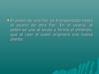  El polen de una flor es transportado hastaEl polen de una flor es transportado hasta
el ovario de otra flor. En el ovario, elel ovario de otra flor. En el ovario, el
polen se une al óvulo y forma el embrión,polen se une al óvulo y forma el embrión,
que al caer al suelo originará una nuevaque al caer al suelo originará una nueva
planta.planta.
 