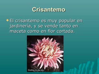 CrisantemoCrisantemo
 El crisantemo es muy popular enEl crisantemo es muy popular en
jardinería, y se vende tanto enjardinería, y se vende tanto en
maceta como en flor cortada.maceta como en flor cortada.
 