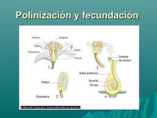Polinización y fecundaciónPolinización y fecundación
 