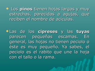  LosLos pinospinos tienen hojas largas y muytienen hojas largas y muy
estrechas, parecidas a agujas, queestrechas, parecidas a agujas, que
reciben el nombre de acículas.reciben el nombre de acículas.
 Las de losLas de los cipresescipreses y lasy las tuyastuyas
parecen pequeñas escamas. Enparecen pequeñas escamas. En
general, las hojas no tienen peciolo ogeneral, las hojas no tienen peciolo o
éste es muy pequeño. Ya sabes, eléste es muy pequeño. Ya sabes, el
peciolo es el rabito que une la hojapeciolo es el rabito que une la hoja
con el tallo o la rama.con el tallo o la rama.
 