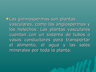  Las gimnospermas son plantasLas gimnospermas son plantas
vasculares, como las angiospermas yvasculares, como las angiospermas y
los helechos. Las plantas vasculareslos helechos. Las plantas vasculares
cuentan con un sistema de tubos ocuentan con un sistema de tubos o
vasos conductores para transportarvasos conductores para transportar
el alimento, el agua y las salesel alimento, el agua y las sales
minerales por toda la planta.minerales por toda la planta.
 