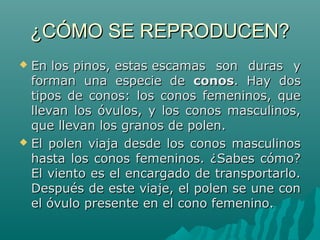 ¿CÓMO SE REPRODUCEN?¿CÓMO SE REPRODUCEN?
 En los pinos, estas escamas son duras yEn los pinos, estas escamas son duras y
forman una especie deforman una especie de conosconos. Hay dos. Hay dos
tipos de conos: los conos femeninos, quetipos de conos: los conos femeninos, que
llevan los óvulos, y los conos masculinos,llevan los óvulos, y los conos masculinos,
que llevan los granos de polen.que llevan los granos de polen.
 El polen viaja desde los conos masculinosEl polen viaja desde los conos masculinos
hasta los conos femeninos. ¿Sabes cómo?hasta los conos femeninos. ¿Sabes cómo?
El viento es el encargado de transportarlo.El viento es el encargado de transportarlo.
Después de este viaje, el polen se une conDespués de este viaje, el polen se une con
el óvulo presente en el cono femenino.el óvulo presente en el cono femenino.
 
