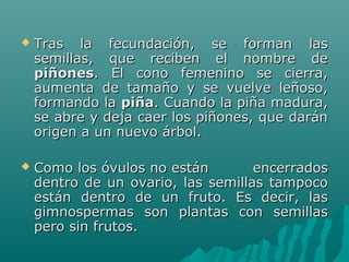  Tras la fecundación, se forman lasTras la fecundación, se forman las
semillas, que reciben el nombre desemillas, que reciben el nombre de
piñonespiñones. El cono femenino se cierra,. El cono femenino se cierra,
aumenta de tamaño y se vuelve leñoso,aumenta de tamaño y se vuelve leñoso,
formando laformando la piñapiña. Cuando la piña madura,. Cuando la piña madura,
se abre y deja caer los piñones, que daránse abre y deja caer los piñones, que darán
origen a un nuevo árbol.origen a un nuevo árbol.
 Como los óvulos no están encerradosComo los óvulos no están encerrados
dentro de un ovario, las semillas tampocodentro de un ovario, las semillas tampoco
están dentro de un fruto. Es decir, lasestán dentro de un fruto. Es decir, las
gimnospermas son plantas con semillasgimnospermas son plantas con semillas
pero sin frutos.pero sin frutos.
 