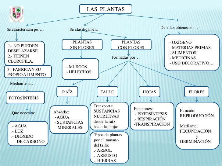 Plantas. mapa conceptual. español