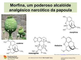© 2013 American Society of Plant
Biologists
Morfina, um poderoso alcalóide
analgésico narcótico da papoula
Photo courtesy of Toni Kutchan, Donald Danforth Plant ScienceCenter
morphine
codeine
thebaine
noscapine
 
