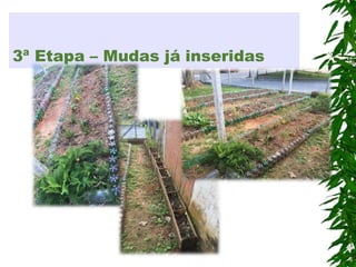3ª Etapa – Mudas já inseridas
 