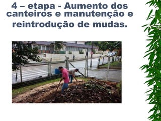 4 – etapa - Aumento dos
canteiros e manutenção e
reintrodução de mudas.
 