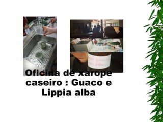 Oficina de xarope
caseiro : Guaco e
Lippia alba
 