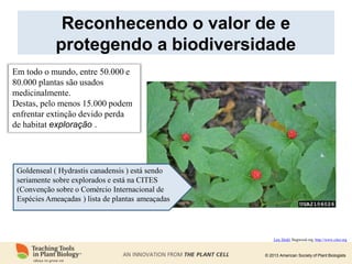 Lew Diehl, Bugwood.org; http://www.cites.org
© 2013 American Society of Plant Biologists
Reconhecendo o valor de e
protegendo a biodiversidade
Goldenseal ( Hydrastis canadensis ) está sendo
seriamente sobre explorados e está na CITES
(Convenção sobre o Comércio Internacional de
Espécies Ameaçadas ) lista de plantas ameaçadas
Em todo o mundo, entre 50.000 e
80.000 plantas são usados
medicinalmente.
Destas, pelo menos 15.000 podem
enfrentar extinção devido perda
de habitat exploração .
 