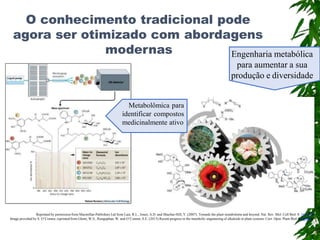 Reprinted by permission from Macmillan Publishers Ltd from Last, R.L., Jones, A.D. and Shachar-Hill, Y. (2007). Towards the plant metabolome and beyond. Nat. Rev. Mol. Cell Biol. 8: 167-174.
Image provided by S. O’Connor, reprinted from Glenn, W.S., Runguphan, W. and O’Connor, S.E. (2013) Recent progress in the metabolic engineering of alkaloids in plant systems. Curr. Opin. Plant Biol. (in press).
O conhecimento tradicional pode
agora ser otimizado com abordagens
modernas
Metabolômica para
identificar compostos
medicinalmente ativo
Engenharia metabólica
para aumentar a sua
produção e diversidade
 