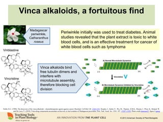 Noble, R.L. (1990). The discovery of the vinca alkaloids—chemotherapeutic agents against cancer. Biochem. Cell Biol. 68: 1344-1351. Roepke, J., Salim, V., Wu, M., Thamm, A.M.K., Murata, J., Ploss, K., Boland, W.
and De Luca, V. (2010). Vinca drug components accumulate exclusively in leaf exudates of Madagascar periwinkle. Proc. Natl. Acad. Sci. USA. 107: 15287-15292. Photo credit titanium22; figure ©gtang
© 2013 American Society of Plant Biologists
Vinca alkaloids, a fortuitous find
Vinblastine
Vincristine
Vinca alkaloids bind
free tubulin dimers and
interfere with
microtubule assembly,
therefore blocking cell
division
Periwinkle initially was used to treat diabetes. Animal
studies revealed that the plant extract is toxic to white
blood cells, and is an effective treatment for cancer of
white blood cells such as lymphoma
Madagascar
periwinkle,
Catharanthus
roseus
 