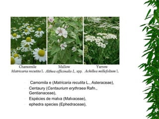 – Camomila e (Matricaria recutita L., Asteraceae),
– Centaury (Centaurium erythraea Rafn.,
Gentianaceae),
– Espécies de malva (Malvaceae),
– ephedra species (Ephedraceae),
 