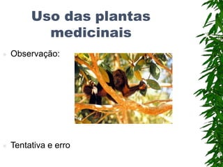 Uso das plantas
medicinais
 Observação:
 Tentativa e erro
 