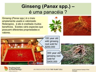 © 2013 American Society of Plant
Biologists
Ginseng (Panax spp.) –
é uma panacéia ?
Ginseng (Panax spp.) é o mais
amplamente usado e valorizado
fitoterapico, á ele é creditado muitos
beneficios. Existes váris especies que
possuem diferentes propriedades e
valores.
100 year old
wild ginseng
root sold for
$250,000
300 year old
ginseng root
sold for
$400,000
 