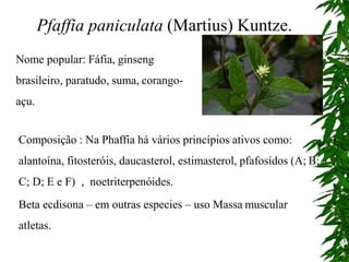 Pfaffia paniculata (Martius) Kuntze.
Nome popular: Fáfia, ginseng
brasileiro, paratudo, suma, corango-
açu.
Composição : Na Phaffia há vários princípios ativos como:
alantoína, fitosteróis, daucasterol, estimasterol, pfafosídos (A; B;
C; D; E e F) , noetriterpenóides.
Beta ecdisona – em outras especies – uso Massa muscular
atletas.
 