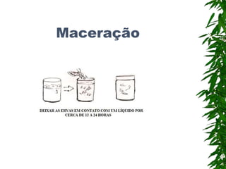 Maceração
 
