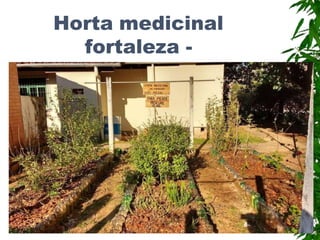 Horta medicinal
fortaleza -
 