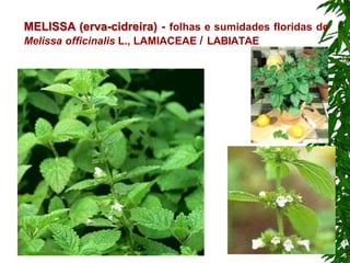MELISSA (erva-cidreira) - folhas e sumidades floridas de
Melissa officinalis L., LAMIACEAE / LABIATAE
 