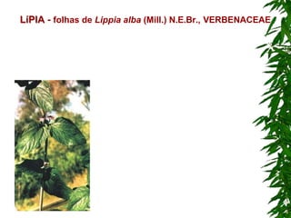 LíPIA - folhas de Lippia alba (Mill.) N.E.Br., VERBENACEAE
 
