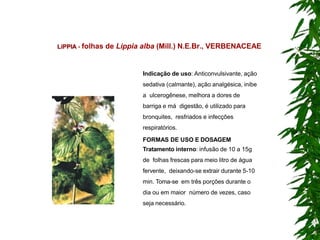 LíPPIA - folhas de Lippia alba (Mill.) N.E.Br., VERBENACEAE
Indicação de uso: Anticonvulsivante, ação
sedativa (calmante), ação analgésica, inibe
a ulcerogênese, melhora a dores de
barriga e má digestão, é utilizado para
bronquites, resfriados e infecções
respiratórios.
FORMAS DE USO E DOSAGEM
Tratamento interno: infusão de 10 a 15g
de folhas frescas para meio litro de água
fervente, deixando-se extrair durante 5-10
min. Toma-se em três porções durante o
dia ou em maior número de vezes, caso
seja necessário.
 