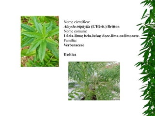 Nome científico:
Aloysia triphylla (L’Hérit.) Britton
Nome comum:
Lúcia-lima; bela-luísa; doce-lima ou limonete.
Família:
Verbenaceae
Exótica
 
