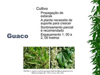 Guaco
 Cultivo
– Propagação de
estacas
– A planta necessita de
suporte para crescer
– Sonbreamento parcial
é recomendado
– Espaçamento 1, 00 a
2, 00 metros
 
