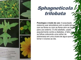 Sphagneticola
trilobata
 Posologia e modo de uso: A população
costuma usar alcoolatura com a parte aérea,
com as flores ou com as flores sem as lígulas
para uso externo. O chá abafado, usado
popularmente contra a diabetes, é feito com
as folhas colocando uma colher de
sobremesa em uma xícara de água quente e
tomar 3 xícaras ao dia.
 