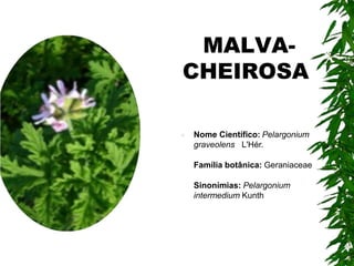 MALVA-
CHEIROSA
 Nome Científico: Pelargonium
graveolens L'Hér.
Família botânica: Geraniaceae
Sinonímias: Pelargonium
intermedium Kunth
 
