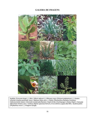 GALERIA DE IMAGENS
79
Açafrão (Curcuma longa L.); Alho ( Allium sativum L); Alfavaca cravo (Ocimum gratissimum L.); Anador,
chambá (Justicia pectoralis Jacq.); Babosa (Aloe vera L.); Boldo (Plectranthus barbatus Andrews).
Caferana,boldo baiano (Vernonia condensata Backer); Capim-limão (Cymbopogon citratus Stapf.); Carqueja
(Baccharis trimera Less.); Colônia (Alpinia speciosa Schum); Erva-cidreira (Lippia alba Mill.). Quebra-pedra
(Phyllanthus niruri L.); Imagens Google.
 
