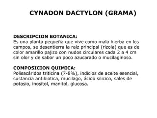 CYNADON DACTYLON (GRAMA) 
DESCRIPCION BOTANICA: 
Es una planta pequeña que vive como mala hierba en los 
campos, se desentierra la raíz principal (rizoia) que es de 
color amarillo pajizo con nudos circulares cada 2 a 4 cm 
sin olor y de sabor un poco azucarado o mucilaginoso. 
COMPOSICION QUIMICA: 
Polisacáridos triticina (7-8%), indicios de aceite esencial, 
sustancia antibiotica, mucilago, ácido silicico, sales de 
potasio, inositol, manitol, glucosa. 
 