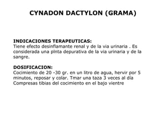 CYNADON DACTYLON (GRAMA) 
INDICACIONES TERAPEUTICAS: 
Tiene efecto desinflamante renal y de la via urinaria . Es 
considerada una plnta depurativa de la via urinaria y de la 
sangre. 
DOSIFICACION: 
Cocimiento de 20 -30 gr. en un litro de agua, hervir por 5 
minutos, reposar y colar. Tmar una taza 3 veces al día 
Compresas tibias del cocimiento en el bajo vientre 
 