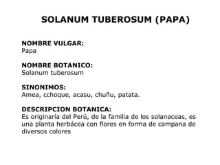 SOLANUM TUBEROSUM (PAPA) 
NOMBRE VULGAR: 
Papa 
NOMBRE BOTANICO: 
Solanum tuberosum 
SINONIMOS: 
Amea, cchoque, acasu, chuñu, patata. 
DESCRIPCION BOTANICA: 
Es originaría del Perú, de la familia de los solanaceas, es 
una planta herbácea con flores en forma de campana de 
diversos colores 
 