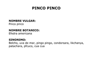 PINCO PINCO 
NOMBRE VULGAR: 
Pinco pinco 
NOMBRE BOTANICO: 
Efedra americana 
SINONIMO: 
Belcho, uva de mar, pingo pingo, condorsara, likchanya, 
patachara, pfcuco, cua cua 
 