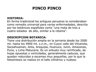 PINCO PINCO 
HISTORIA: 
En forma tradicional los antiguos peruanos la consideraban 
como remedio universal para varias enfermedades, descrita 
por los botánicos españoles como "una mata de tres a 
cuatro estados de alto, similar a la retama". 
DESCRIPCION BOTANICA: 
Tiene una distribución amplia en la serrania desde los 2000 
mt. hasta los 4900 mt. s.n.m., en Cusco valle del Vilcanota, 
Sacsahuaman, Anta, Arequipa, Huanuco, Junin, Amazonas, 
Puno, y Lima Matucana. Es un arbusto muy ramificado, de 
hojas opuestas o verticiladas, generalmente caducas, que 
quedan reducidas a escamas muy pequeñas, por lo que la 
fotosíntesis se realiza en el tallo cilíndrico y nudoso. 
 