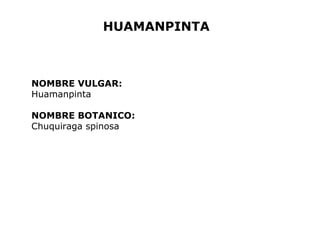 HUAMANPINTA 
NOMBRE VULGAR: 
Huamanpinta 
NOMBRE BOTANICO: 
Chuquiraga spinosa 
 