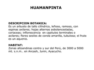 HUAMANPINTA 
DESCRIPCION BOTANICA: 
Es un arbusto de tallo cilíndrico, leñoso, ramoso, con 
espinas axilares; hojas alternas aobolanceoladas, 
coriaceas; inflorescencia en capitulos terminales o 
axilares; flores sesiles de corola amarilla, tubulosa; el fruto 
es un aquenio. 
HABITAT: 
Zonas altoandinas centro y sur del Perú, de 3000 a 5000 
mt. s.n.m.. en Ancash, Junin, Ayacucho. 
 
