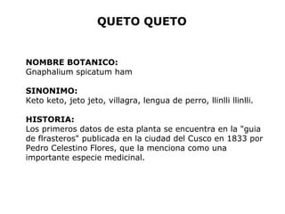 QUETO QUETO 
NOMBRE BOTANICO: 
Gnaphalium spicatum ham 
SINONIMO: 
Keto keto, jeto jeto, villagra, lengua de perro, llinlli llinlli. 
HISTORIA: 
Los primeros datos de esta planta se encuentra en la "guia 
de flrasteros" publicada en la ciudad del Cusco en 1833 por 
Pedro Celestino Flores, que la menciona como una 
importante especie medicinal. 
 