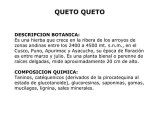 QUETO QUETO 
DESCRIPCION BOTANICA: 
Es una hierba que crece en la ribera de los arroyos de 
zonas andinas entre los 2400 a 4500 mt. s.n.m., en el 
Cusco, Puno, Apurimac y Ayacucho, su época de floración 
es entre marzo y julio. Es una planta bienal o perenne de 
raíces delgadas, mide aproximadamente 20 cm de alto. 
COMPOSICION QUIMICA: 
Taninos, catéquenicos (derivados de la pirocatequina al 
estado de glucotanoide), glucoresinas, saponinas, gomas, 
mucilagos, lignina, sales minerales. 
 