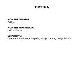 ORTIGA 
NOMBRE VULGAR: 
Ortiga 
NOMBRE BOTANICO: 
Urtica Urems 
SINONIMO: 
Coequisa, coviquisa, itapalo, ortiga menor, ortiga blanca. 
 