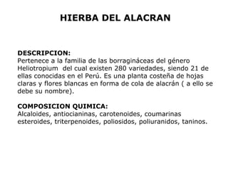 HIERBA DEL ALACRAN 
DESCRIPCION: 
Pertenece a la familia de las borragináceas del género 
Heliotropium del cual existen 280 variedades, siendo 21 de 
ellas conocidas en el Perú. Es una planta costeña de hojas 
claras y flores blancas en forma de cola de alacrán ( a ello se 
debe su nombre). 
COMPOSICION QUIMICA: 
Alcaloides, antiocianinas, carotenoides, coumarinas 
esteroides, triterpenoides, poliosidos, poliuranidos, taninos. 
 