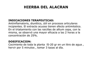 HIERBA DEL ALACRAN 
INDICACIONES TERAPEUTICAS: 
Antiinflamatorio, diurético, útil en procesos articulares 
incipientes. El extracto acuoso tienen efecto antimitotico. 
En el trtatamiento con las raicillas de allium cepa, con la 
misma, se observó una mayor eficacia a las 2 horas a la 
concentración de 25%. 
DOSIFICACION: 
Cocimiento de toda la planta l5-20 gr en un litro de agua , 
hervir por 5 minutos , tomar 3 tazas al día. 
 