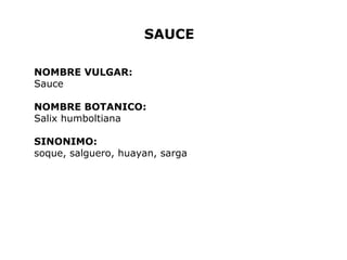 SAUCE 
NOMBRE VULGAR: 
Sauce 
NOMBRE BOTANICO: 
Salix humboltiana 
SINONIMO: 
soque, salguero, huayan, sarga 
 