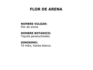 FLOR DE ARENA 
NOMBRE VULGAR: 
Flor de arena 
NOMBRE BOTANICO: 
Tiquilia paranychoides 
SINONIMO: 
Té indio, hierba blanca. 
 
