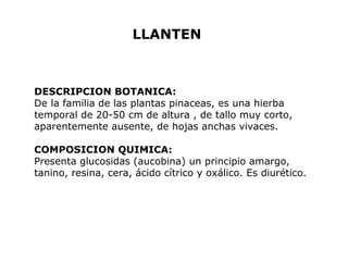 LLANTEN 
DESCRIPCION BOTANICA: 
De la familia de las plantas pinaceas, es una hierba 
temporal de 20-50 cm de altura , de tallo muy corto, 
aparentemente ausente, de hojas anchas vivaces. 
COMPOSICION QUIMICA: 
Presenta glucosidas (aucobina) un principio amargo, 
tanino, resina, cera, ácido cítrico y oxálico. Es diurético. 
 