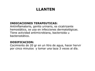 LLANTEN 
INDICACIONES TERAPEUTICAS: 
Antiinflamatorio, genito urinario, es cicatrizante 
hemostático, se usa en infecciones dermatológicas. 
Tiene actividad antimicrobiana, bacterisida u 
bacterostático. 
DOSIFICACION: 
Cocimiento de 20 gr en un litro de agua, hacer hervir 
por cinco minutos y tomar una taza 3 veces al día. 
 