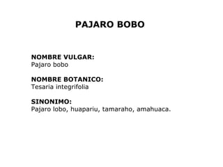 PAJARO BOBO 
NOMBRE VULGAR: 
Pajaro bobo 
NOMBRE BOTANICO: 
Tesaria integrifolia 
SINONIMO: 
Pajaro lobo, huapariu, tamaraho, amahuaca. 
 