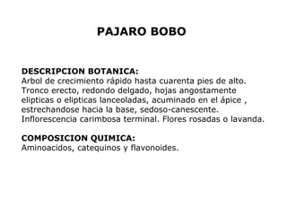PAJARO BOBO 
DESCRIPCION BOTANICA: 
Arbol de crecimiento rápido hasta cuarenta pies de alto. 
Tronco erecto, redondo delgado, hojas angostamente 
elipticas o elipticas lanceoladas, acuminado en el ápice , 
estrechandose hacia la base, sedoso-canescente. 
Inflorescencia carimbosa terminal. Flores rosadas o lavanda. 
COMPOSICION QUIMICA: 
Aminoacidos, catequinos y flavonoides. 
 
