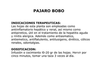 PAJARO BOBO 
INDICACIONES TERAPEUTICAS: 
Las hojas de esta planta son empleadas como 
antiinflamatorio hepático y renal, así mismo como 
antipiretico, útil en el tratamiento de la hepatitis aguda 
y rinitis alergica. Además como antiasmatico, 
antiemetico, antiflatulento, antitusigeno, dirético, cólicos 
renales, odontalgias. 
DOSIFICACION: 
Infusión o cocimiento l0-20 gr de las hojas. Hervir por 
cinco minutos, tomar una taza 3 veces al día. 
 